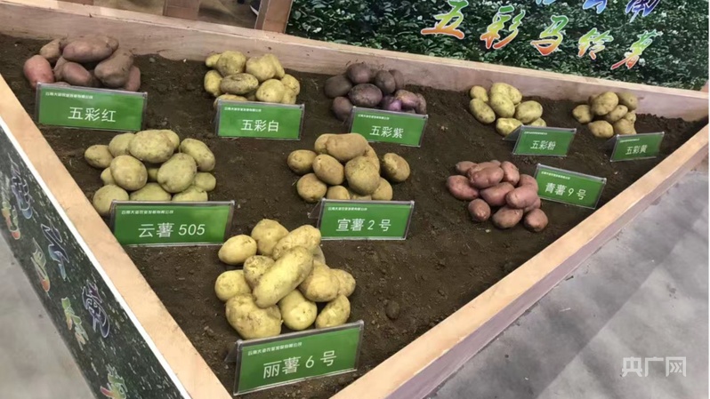 “土豆米”落地云南昭通：让马铃薯变身新主粮(图4)