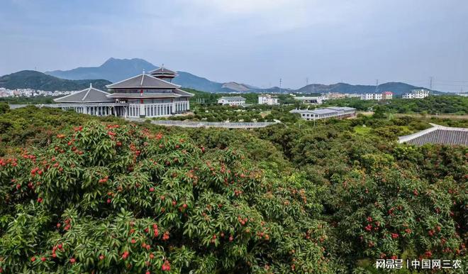 县域观察走进高州看“中国荔乡”如何构建农文旅融合新格局