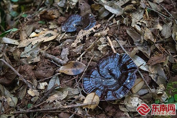 龙头企业入驻！龙岩武平紫灵芝全链发力撬动亿元产业
