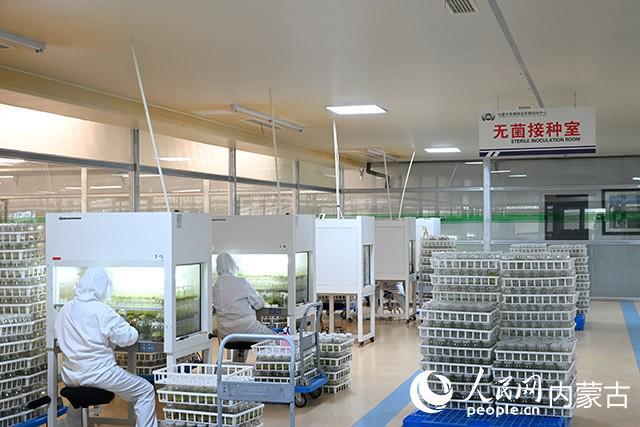 从“土蛋蛋”到“金疙瘩”：看乌兰察布马铃薯产业如何破茧成蝶(图2)