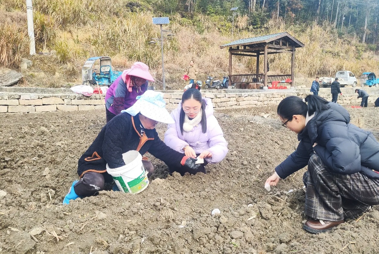 耕山牧海福恰来｜福建柘荣：马铃薯新技术推动春播粮食稳增产(图2)