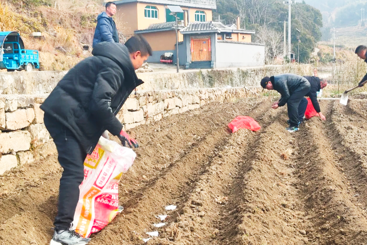 耕山牧海福恰来｜福建柘荣：马铃薯新技术推动春播粮食稳增产(图3)