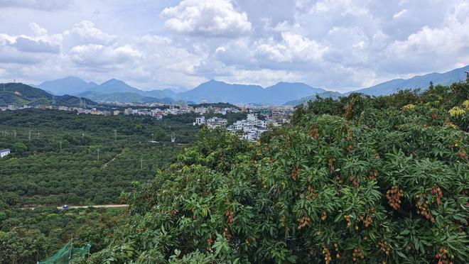 GDP跃居粤东西北第一“中国荔枝之乡”茂名剑指产业强市(图7)