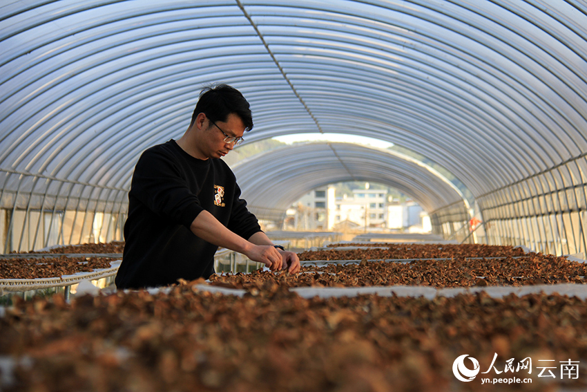 金融助力“云菌”香飘世界