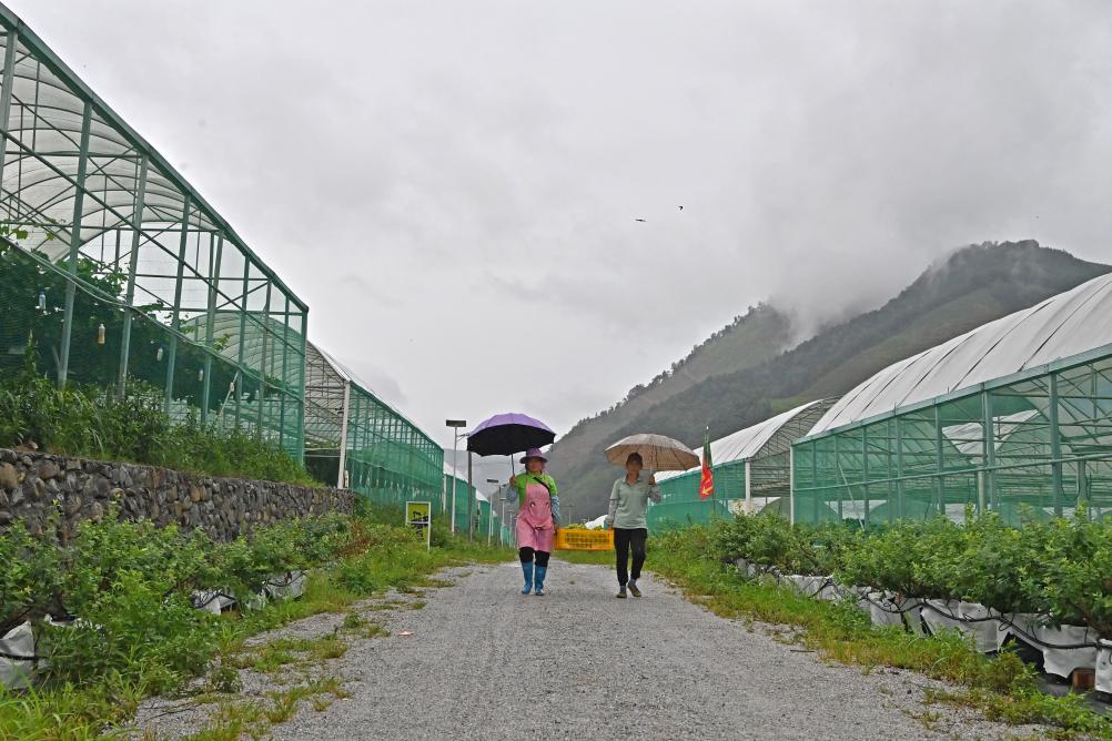 特色产业“掘金”助力群众持续增收——广西田林乡村振兴一线见闻(图1)