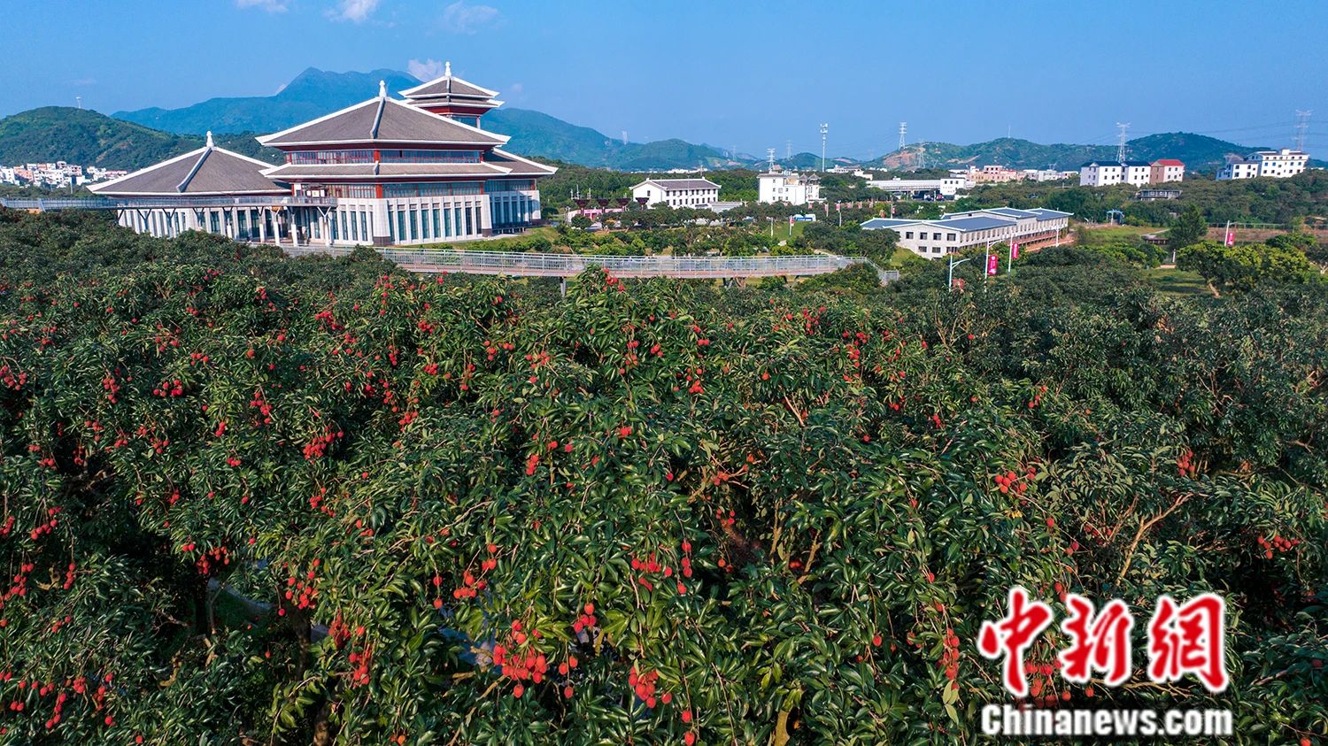 杨贵妃念念不忘的荔枝撬动起茂名百亿大产业！(图1)