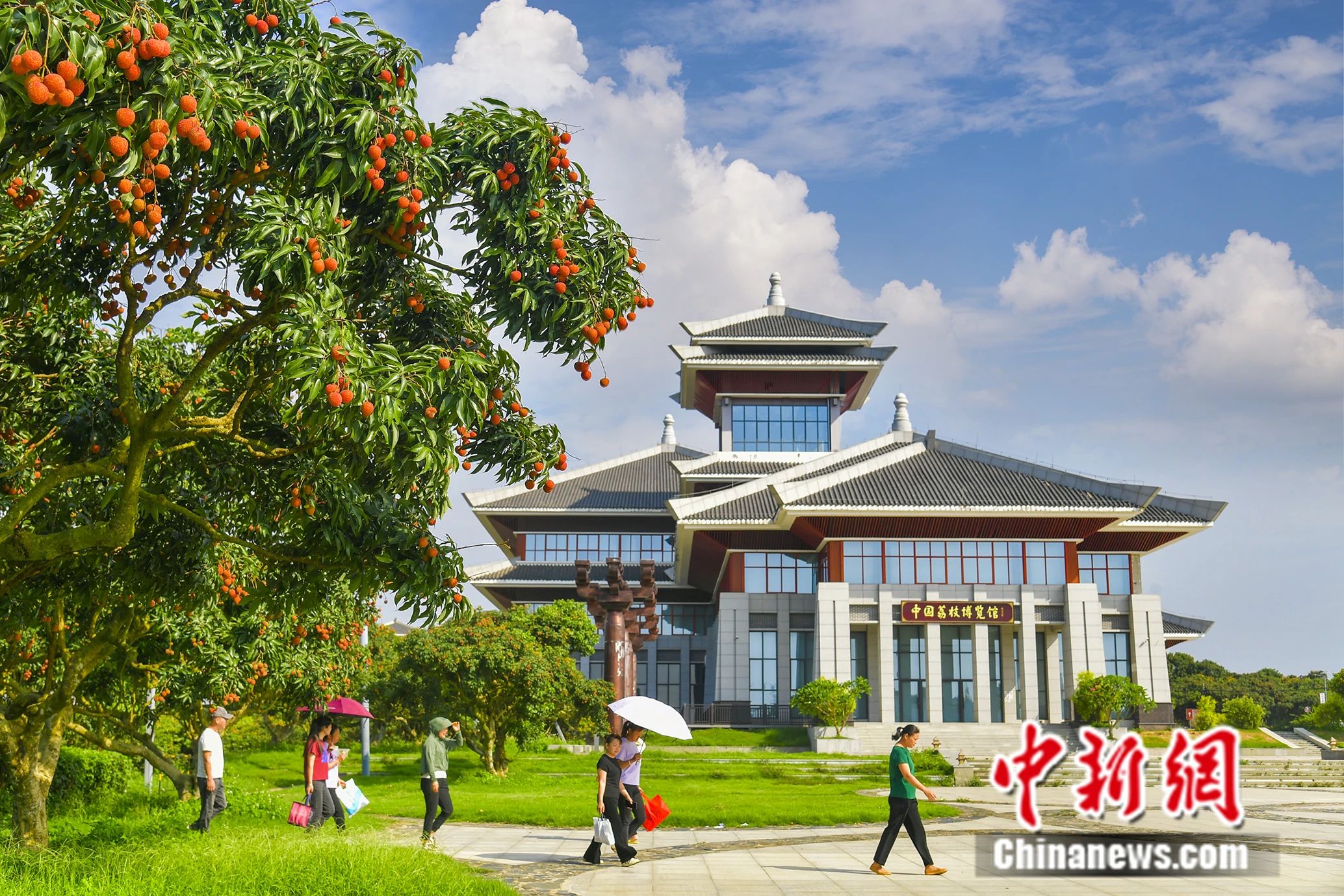 杨贵妃念念不忘的荔枝撬动起茂名百亿大产业！(图3)