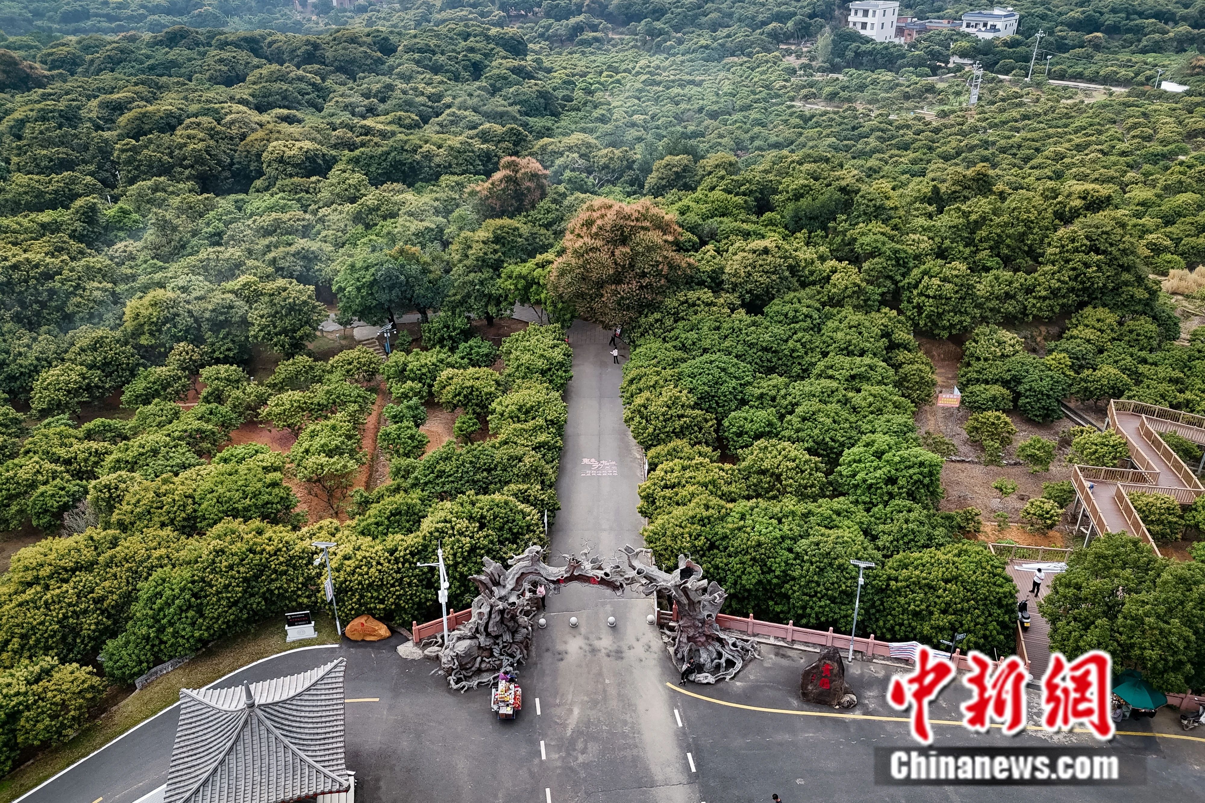 杨贵妃念念不忘的荔枝撬动起茂名百亿大产业！(图2)