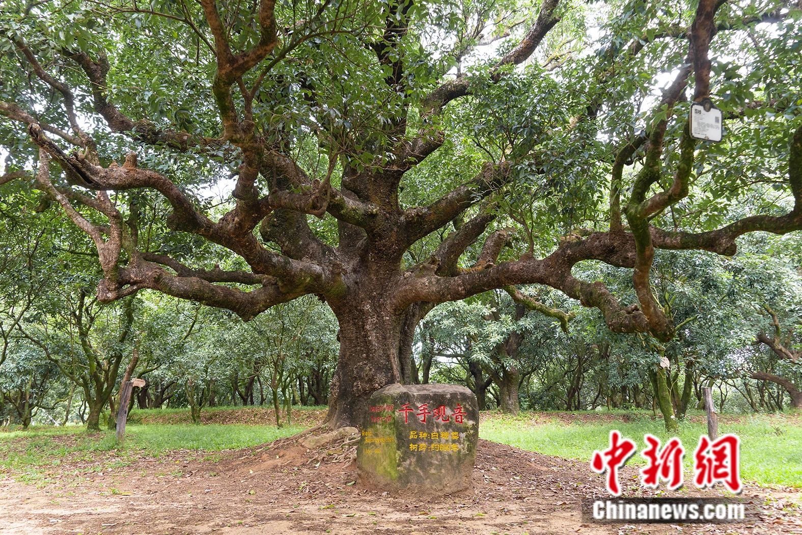 杨贵妃念念不忘的荔枝撬动起茂名百亿大产业！(图4)