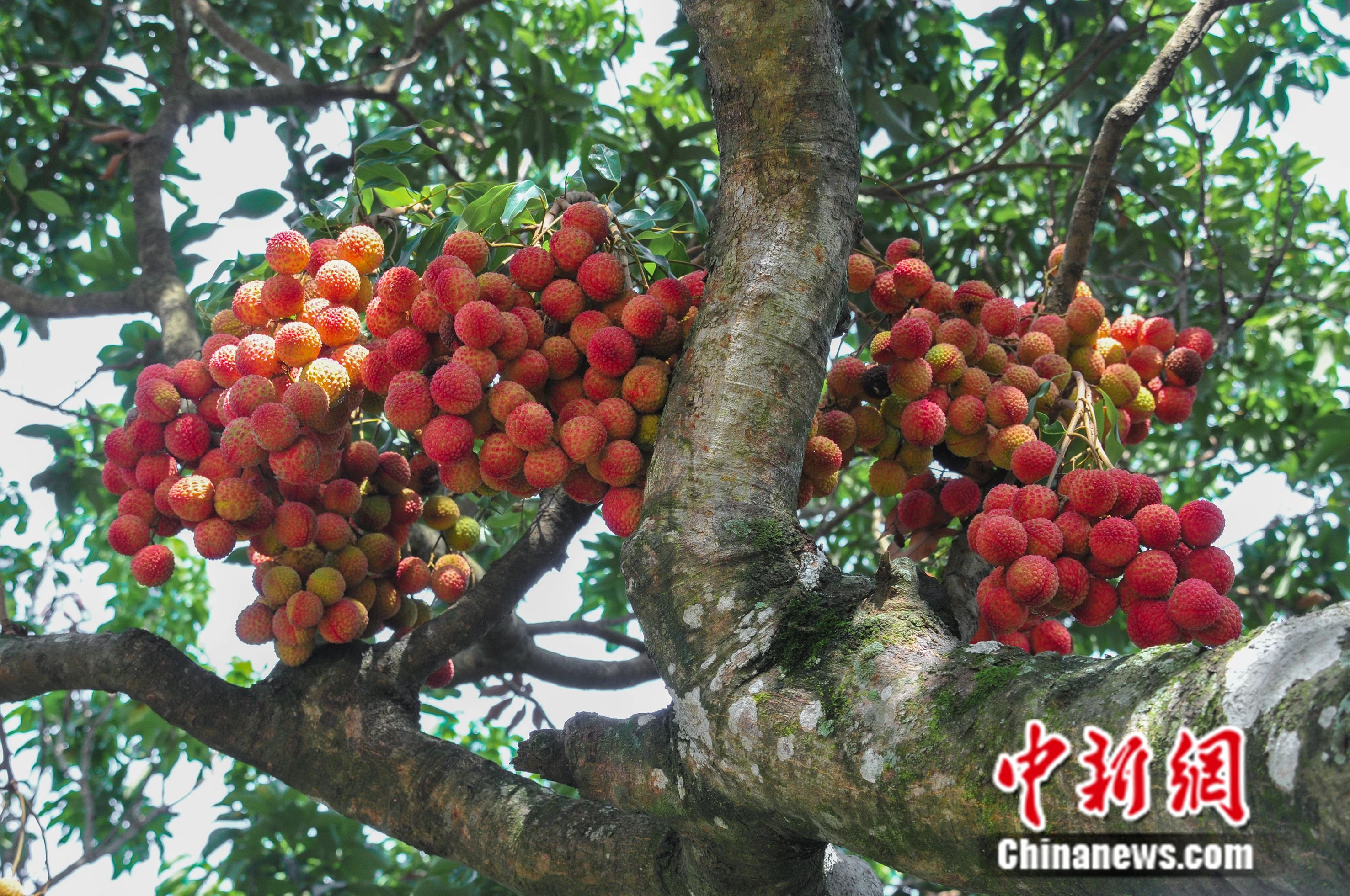 杨贵妃念念不忘的荔枝撬动起茂名百亿大产业！(图5)