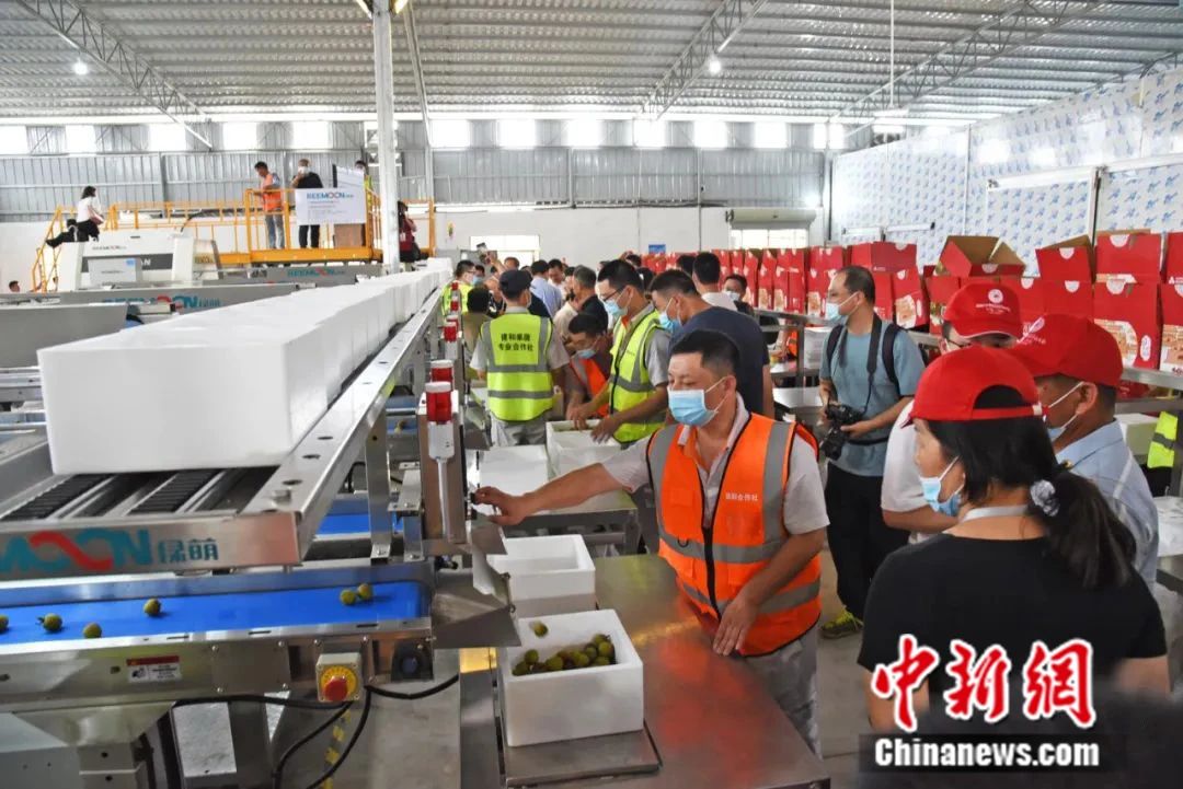 杨贵妃念念不忘的荔枝撬动起茂名百亿大产业！(图8)