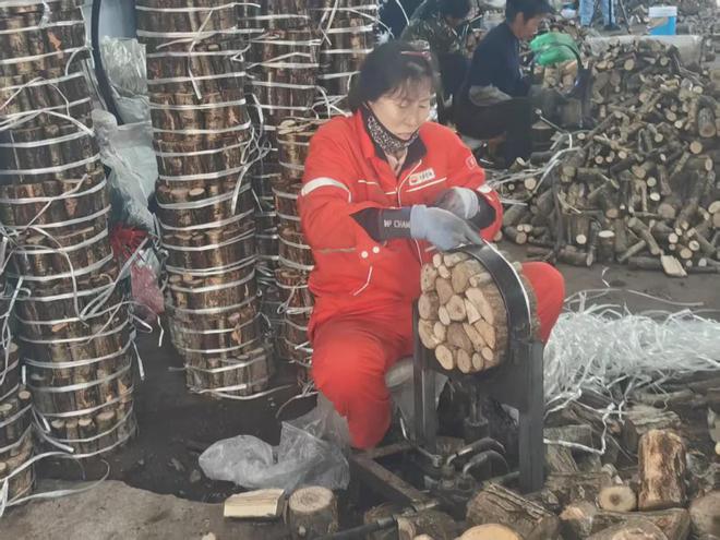 食用菌备春耕“别样”产业奏响致富新乐章(图1)