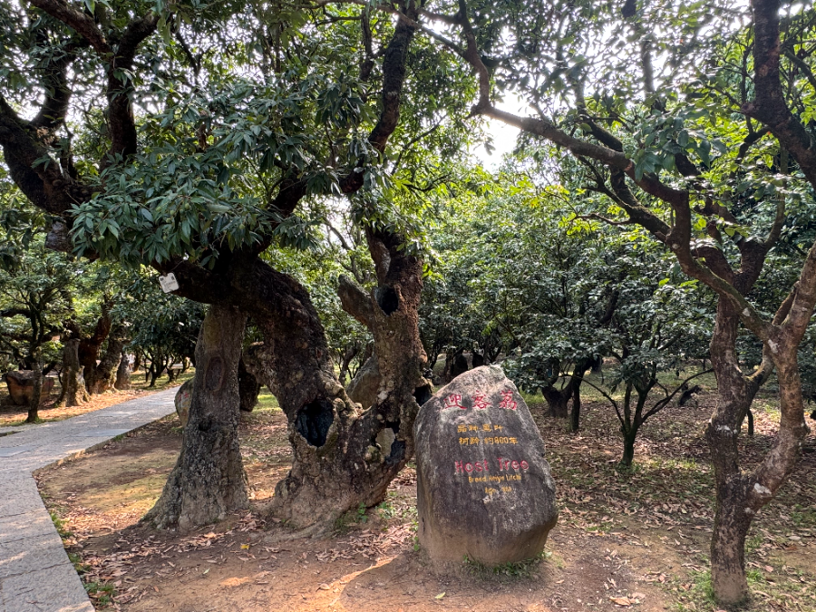 南财观察｜一座产业大市的荔枝经济百亿“破圈”实验(图2)