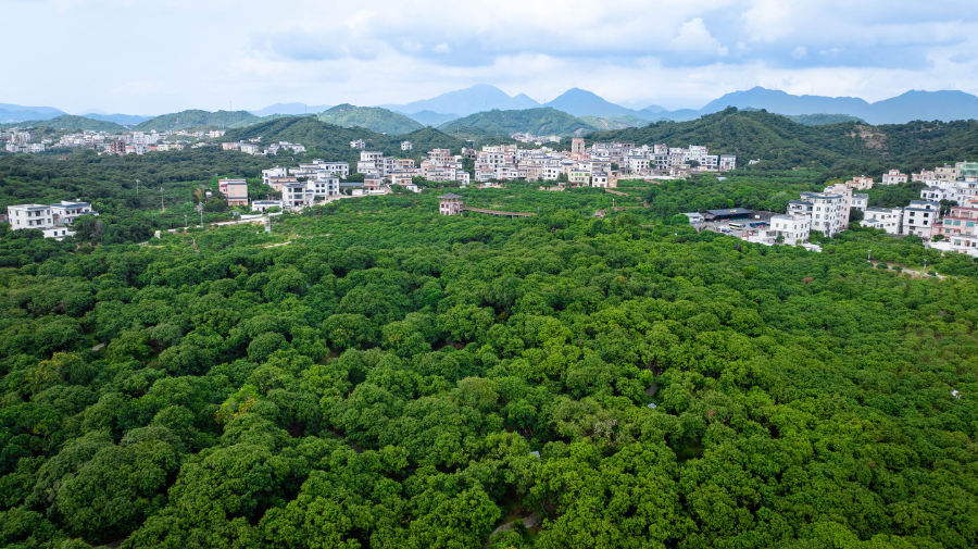 南财观察｜一座产业大市的荔枝经济百亿“破圈”实验(图4)