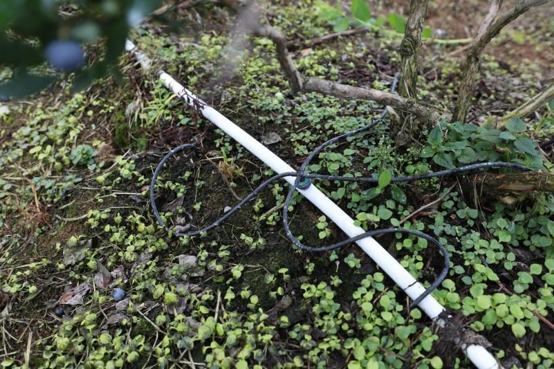 科技赋能产业蝶变乐山金口河高山蓝莓绘就乡村振兴“共富蓝图”(图2)