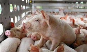 猪肉深加工行业市场分析(图7)