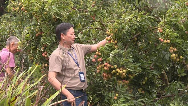 “甜蜜突围”！荔枝“大年”里的惠东实践(图2)