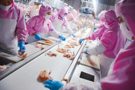 强农先锋丨温海涛：搏浪鸡肉熟制品深加工市场蓝海(图2)