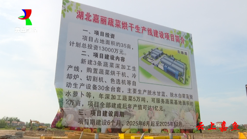 咸宁嘉鱼：深加工让甘蓝身价涨两成
