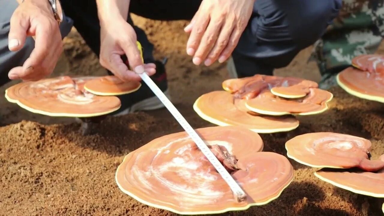 龙江森工集团：特色产业绘就金秋丰收图景(图2)