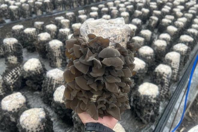 龙江森工集团：特色产业绘就金秋丰收卷(图4)