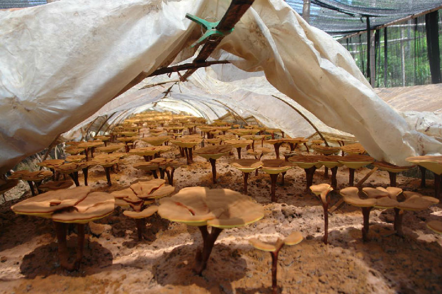科技赋能菌业安惠生物科技打造乡村振兴“新范本”