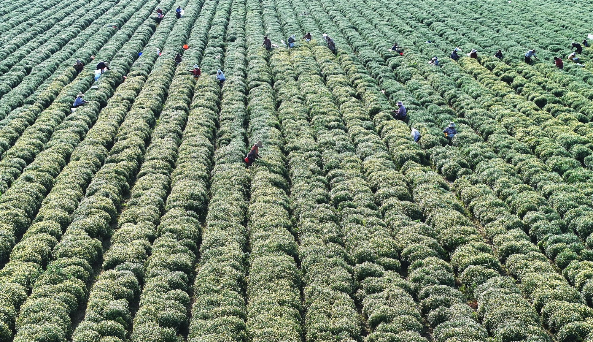 吕梁山下范庄村：千亩菊海绽放铺就特色致富路