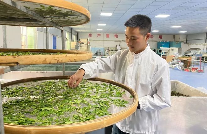 广东花都、贵州关岭以茶为媒绘就新图景(图3)