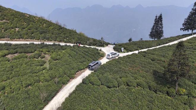 广东花都、贵州关岭以茶为媒绘就新图景