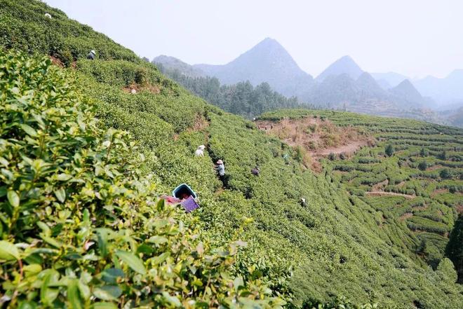 广东花都、贵州关岭以茶为媒绘就新图景(图2)