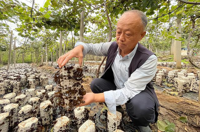 记者观察丨源泉猕猴桃：林下经济与深加工背后的创新思考(图2)
