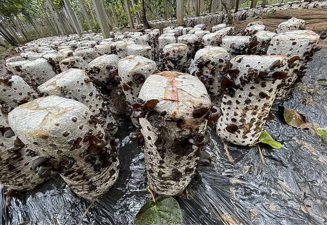 记者观察丨源泉猕猴桃：林下经济与深加工背后的创新思考(图6)