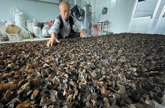 记者观察丨源泉猕猴桃：林下经济与深加工背后的创新思考(图5)