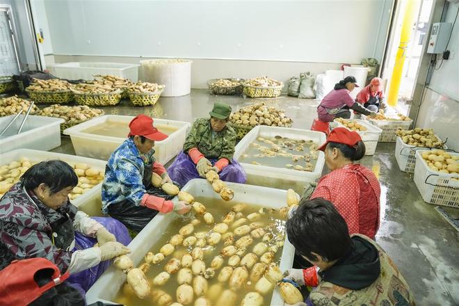 将“品牌流量”转化为“产业增量”“穿”上多样新式保鲜装的蔡甸莲藕销得更远增值更多(图4)
