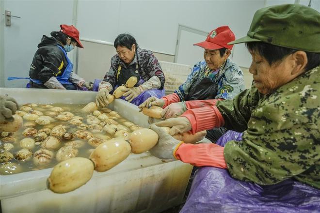 将“品牌流量”转化为“产业增量”“穿”上多样新式保鲜装的蔡甸莲藕销得更远增值更多