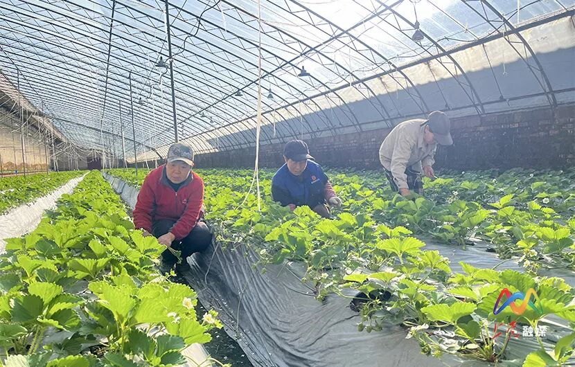 山西上党区：现代农业为乡村振兴注入新动能(图2)
