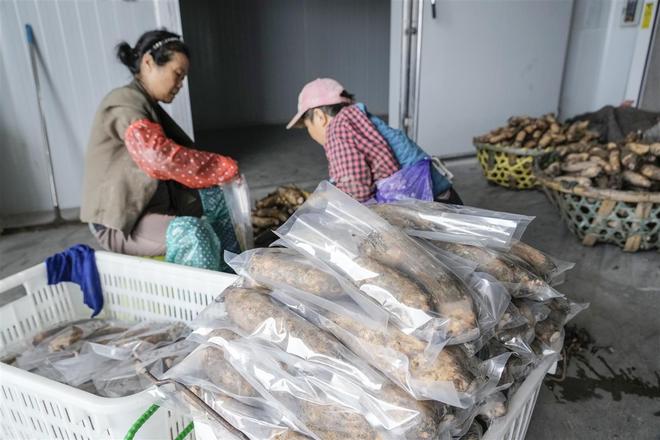 从真空锁鲜到住进水盒子“穿”上新装的蔡甸莲藕更俏了(图4)