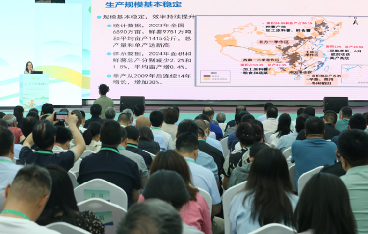 我国西南一二季混作区已成为最大的马铃薯主产区