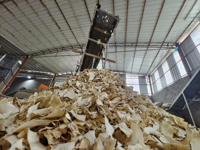 哈喇河镇：做强魔芋深加工激活乡村振兴“新引擎”(图3)