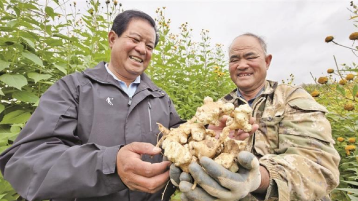 科技赋能小菊芋撑起大产业——湟中区国家现代农业产业园建设巡礼（二）