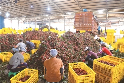 合浦荔枝深加工产销旺