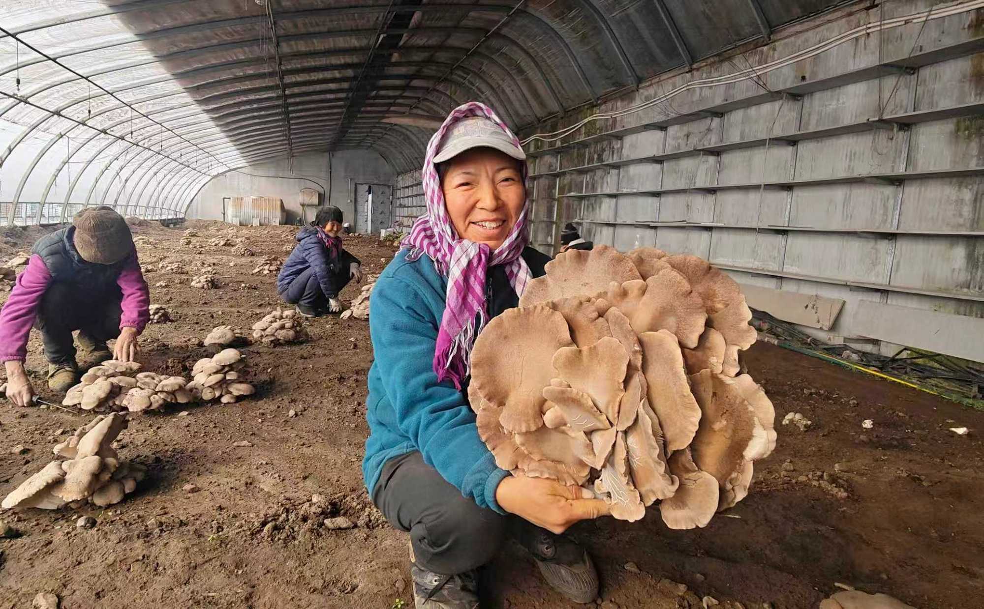 安图县：特色农业大棚灵芝菇为乡村振兴注入新活力