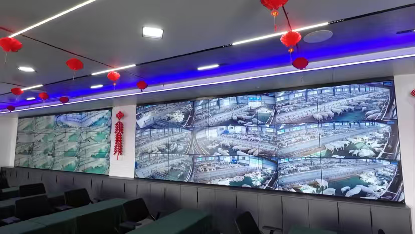 河南荥阳：数字化养殖提质增效全链发展绘就乡村振兴新羊景(图3)