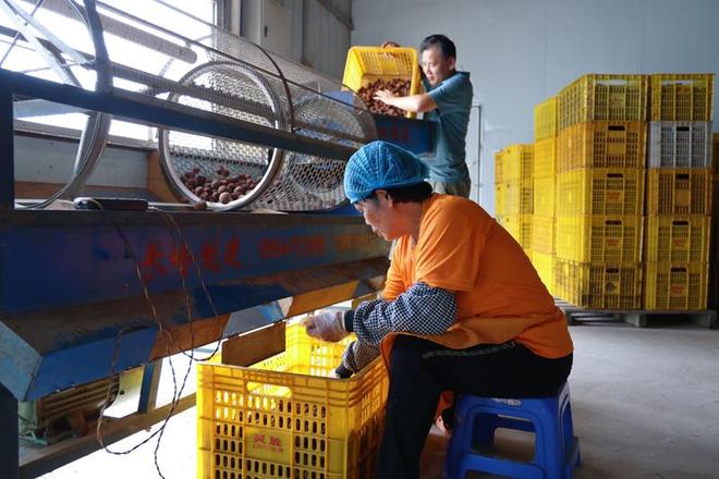 北流：大力发展精深加工荔枝产业提质增效(图2)