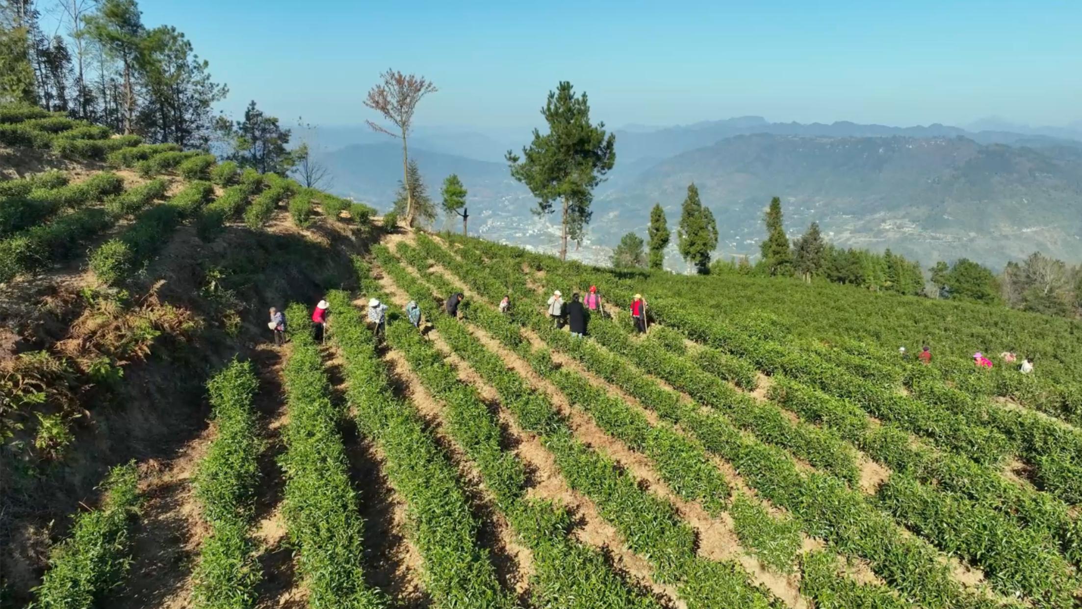利川凤凰村：茶香漫郁江 富美新山村