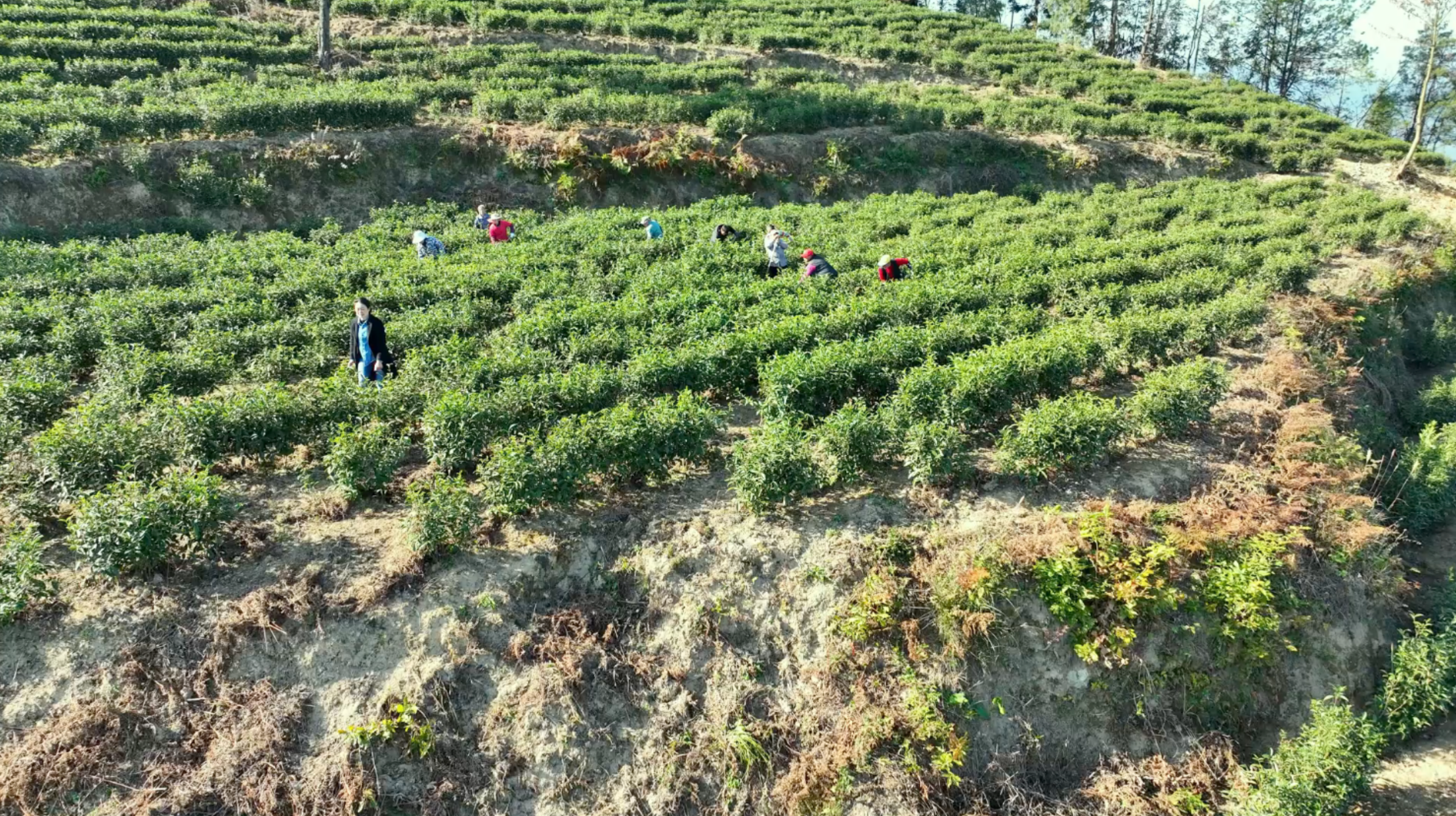 利川凤凰村：茶香漫郁江 富美新山村(图4)