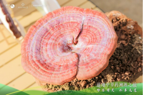 养固健×萃雅溯源秦巴秘境：“七统一”管理方法守护道地灵芝(图2)