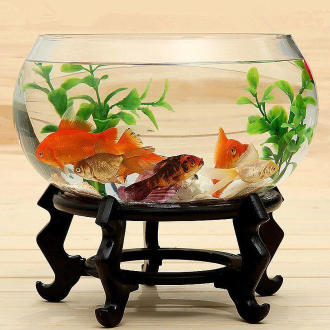 客厅颜值担当！这款生态鱼缸让家瞬间灵动起来